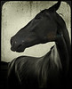 Fine Art : Although any image can be considered "fine" art, the following images are a few of my suggestions for commercial or residential decor.